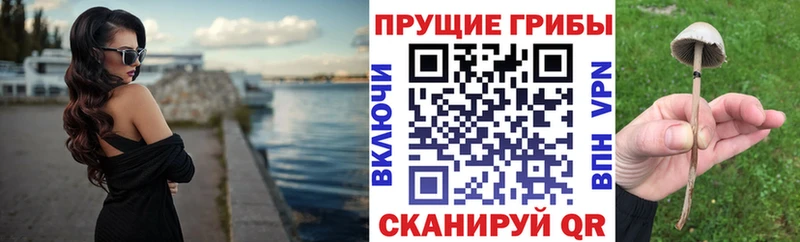 Псилоцибиновые грибы Psilocybe  Новосиль 